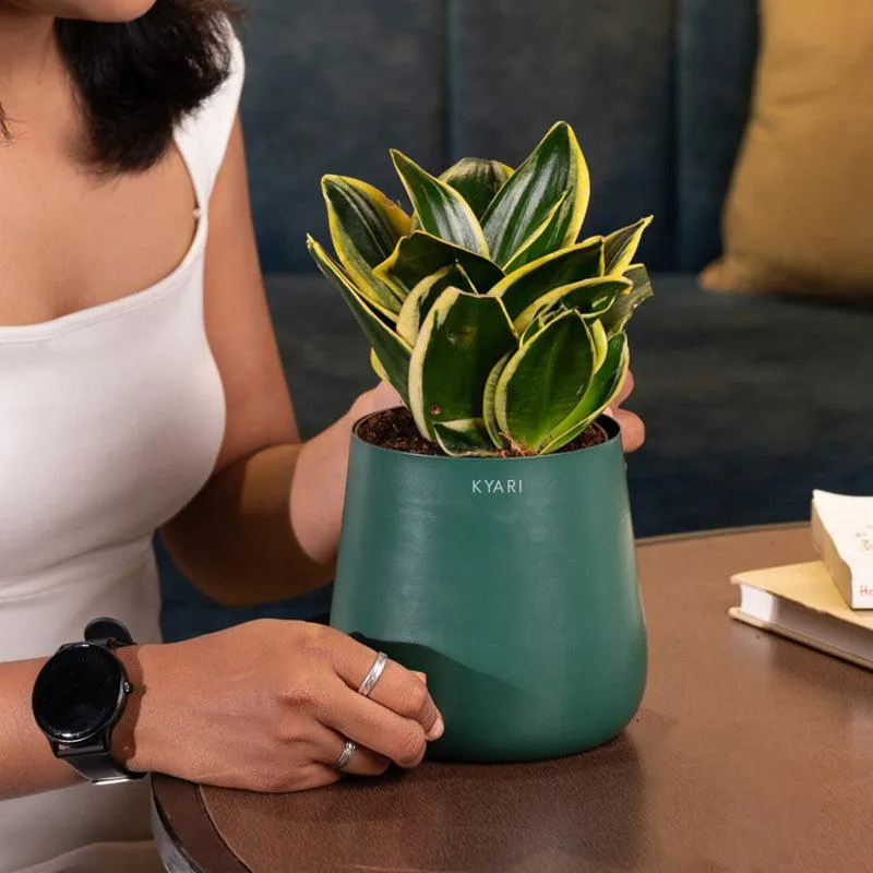 Kyari Golden Hahnii Snake Plant With Metal Self Watering Pot - Green media 4