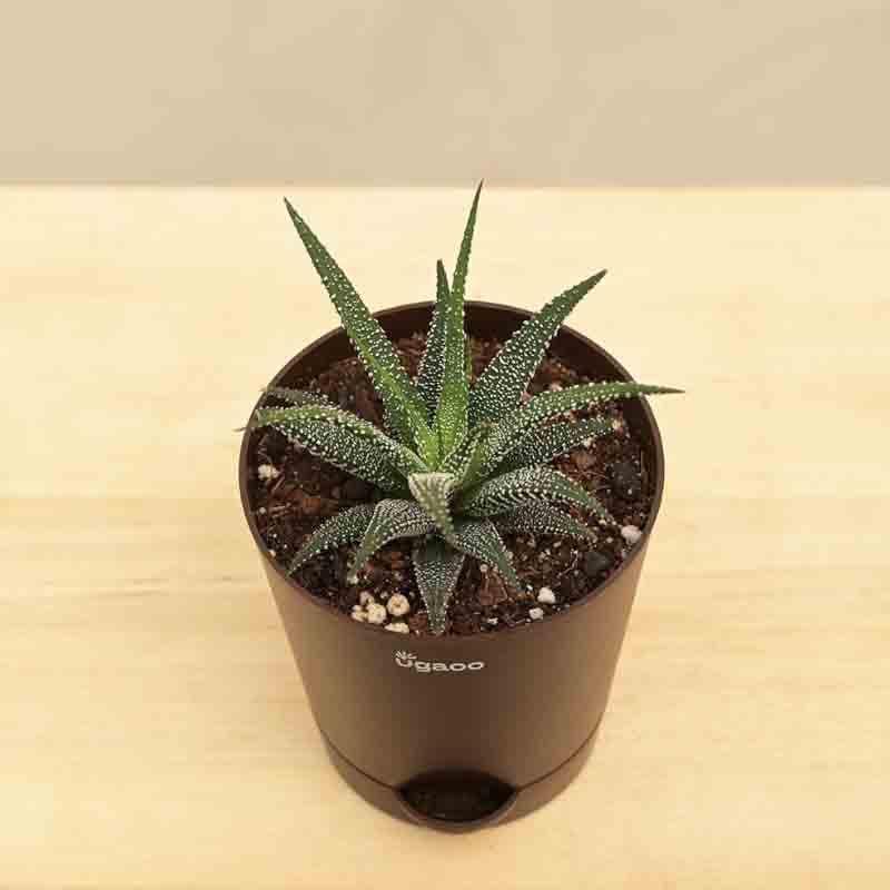 Ugaoo Haworthia Fasciata Plant media 3