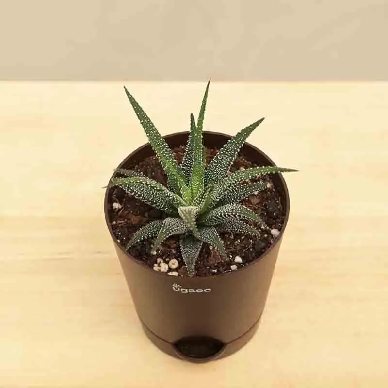 Ugaoo Haworthia Fasciata Plant media 3