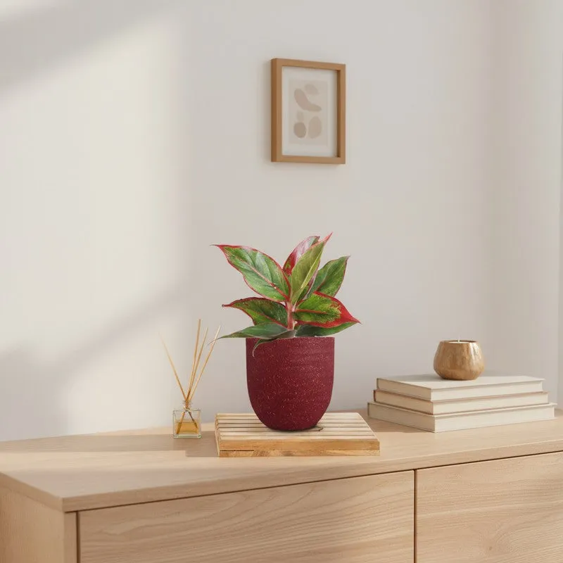 Greenkin Aglaonema Red Lipstick Live Plant - Red media 1