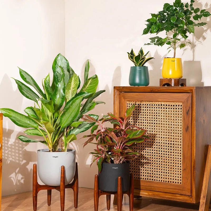 Kyari Agalonema Lipstick Plant With Metal Self Watering Pot (Orange) - 2 Feet media 4