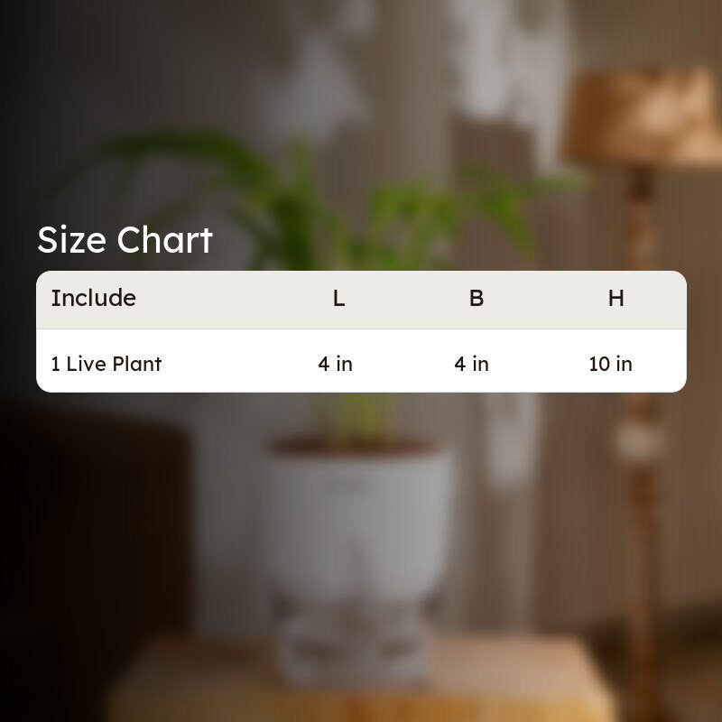 Kyari Areca Palm With Self Watering Pot - White media 9