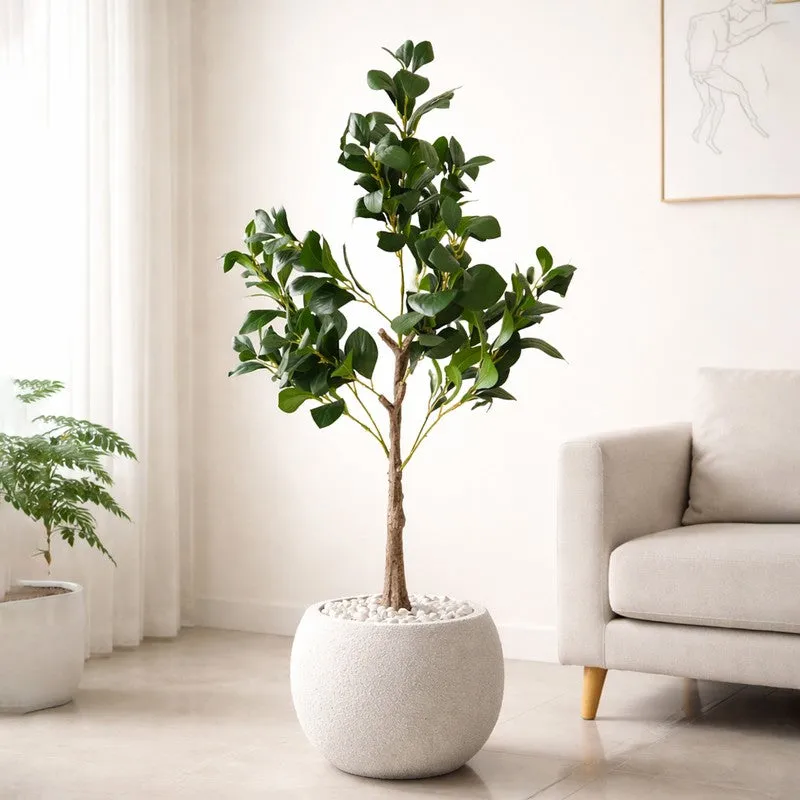 EverGreen Ficus Artificial Plant With Black Plastic Pot - 91 cm (3 ft) media 7