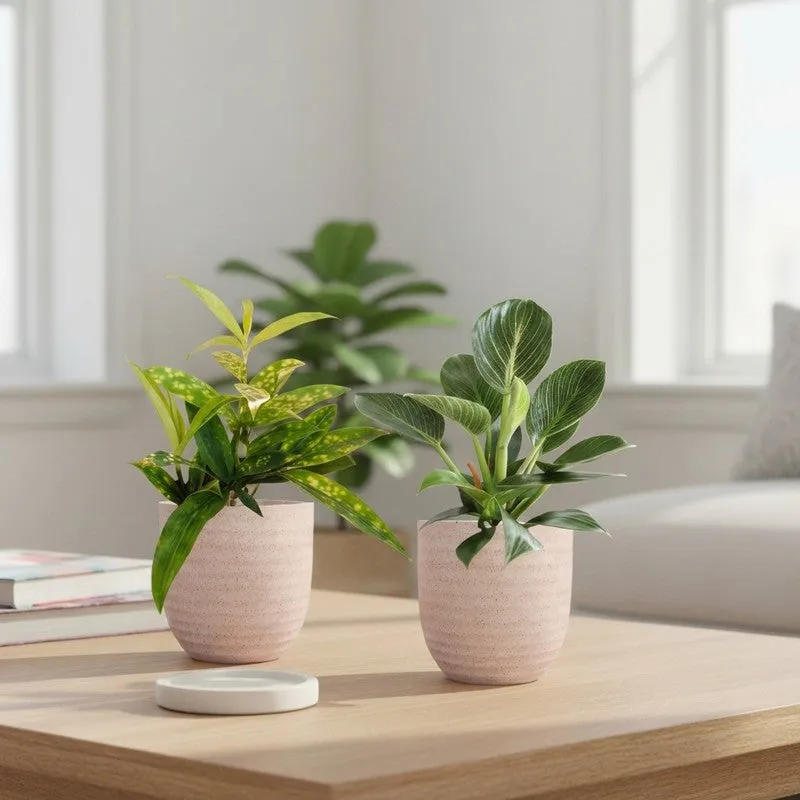 Greenkin Bamboo & Birkin Live Plants (Ivory) - Set Of Two media 1