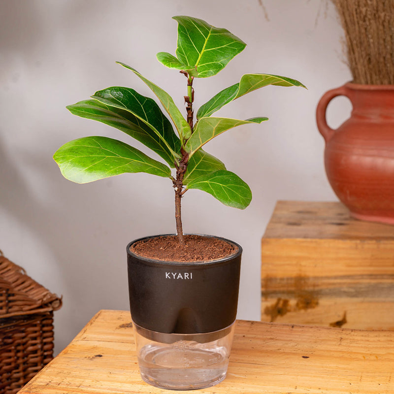 Kyari Fiddle Fig Plant With Self Watering Pot (Black) - 18 cm media 3