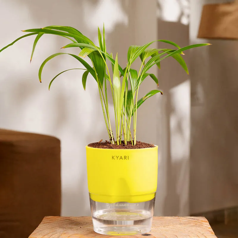 Kyari Areca Palm With Self Watering Pot - Yellow media 1