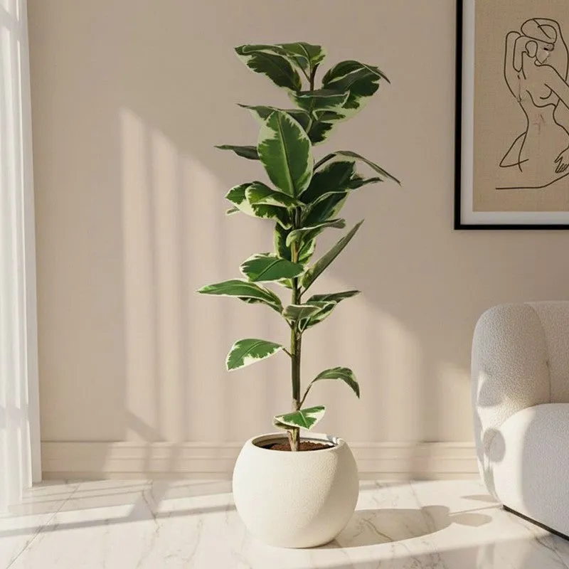 Faux Lush Variegated Rubber Plant With Black Plastic Pot - 4 Feet media 1