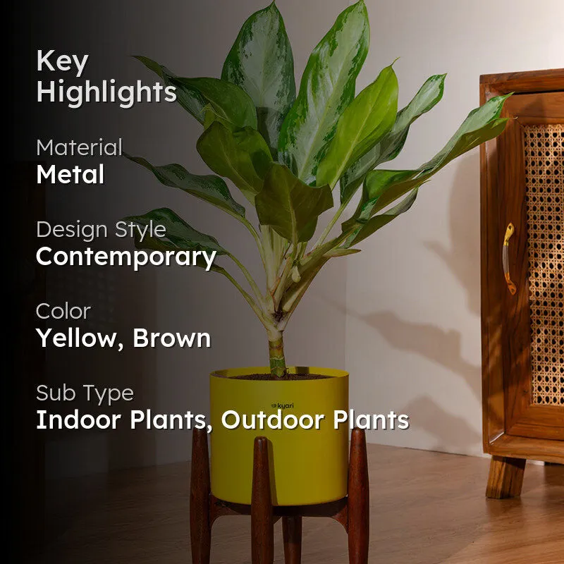 Kyari Calathea Plant With Metal Self Watering Pot (Blue) - 2 Feet media 2