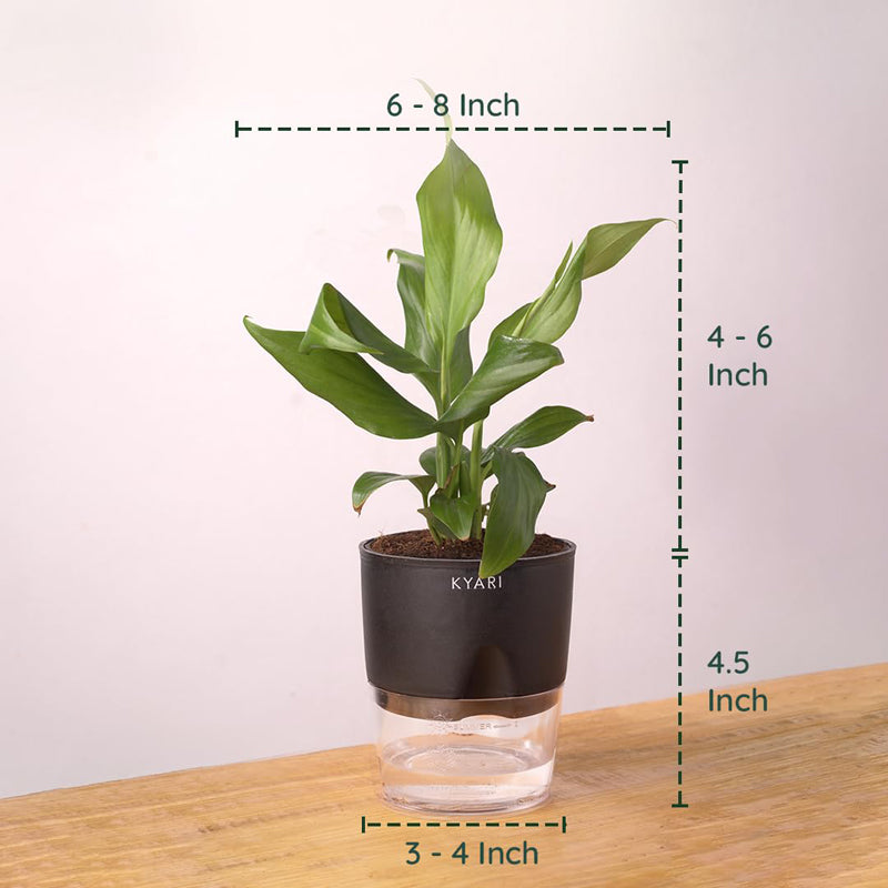 Kyari Peace Lily Plant With Self Watering Pot - Black media 8