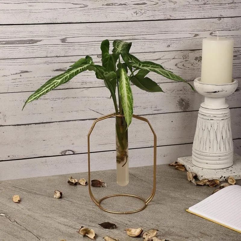 Rhombic Dose Testube Planter media 1