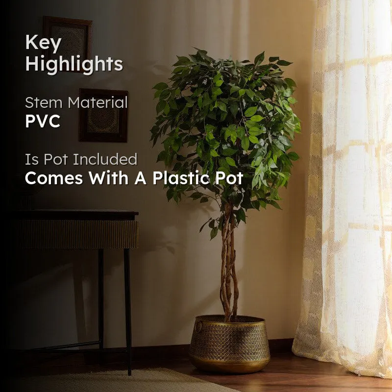 Artificial Realistic Ficus Plant With Black Plastic Pot - 5.9 Feet media 2