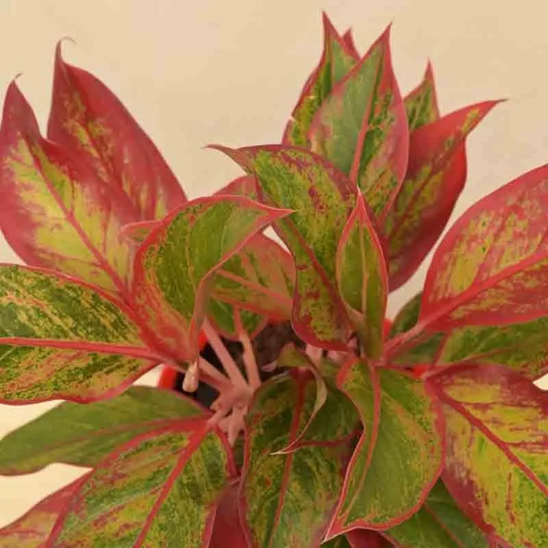 Ugaoo Aglaonema Red Plant - Medium media 3