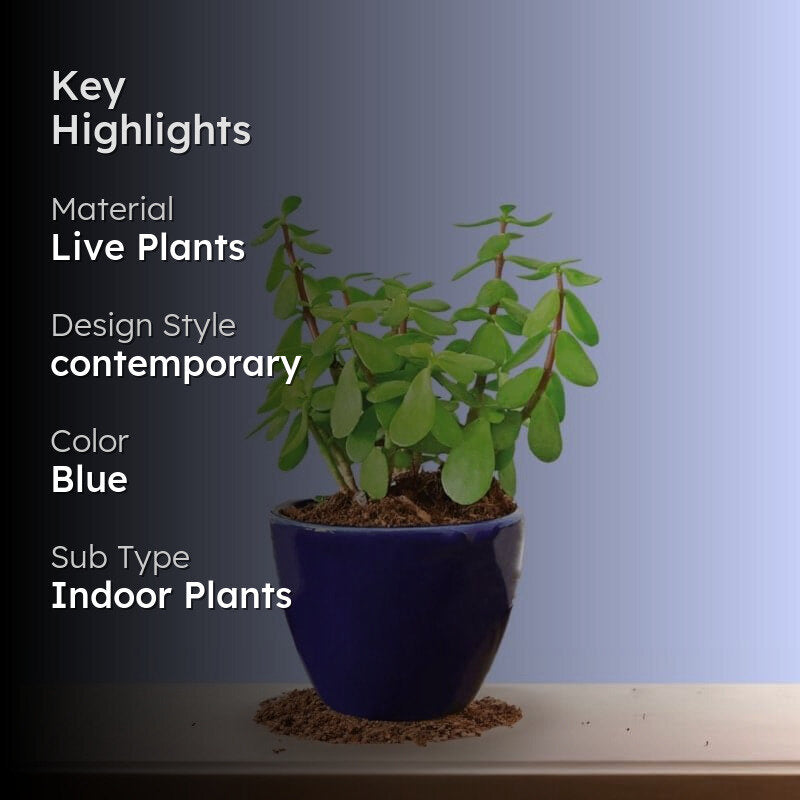 Ugaoo Good Luck Jade Plant With Apple Blue Ceramic Pot media 2