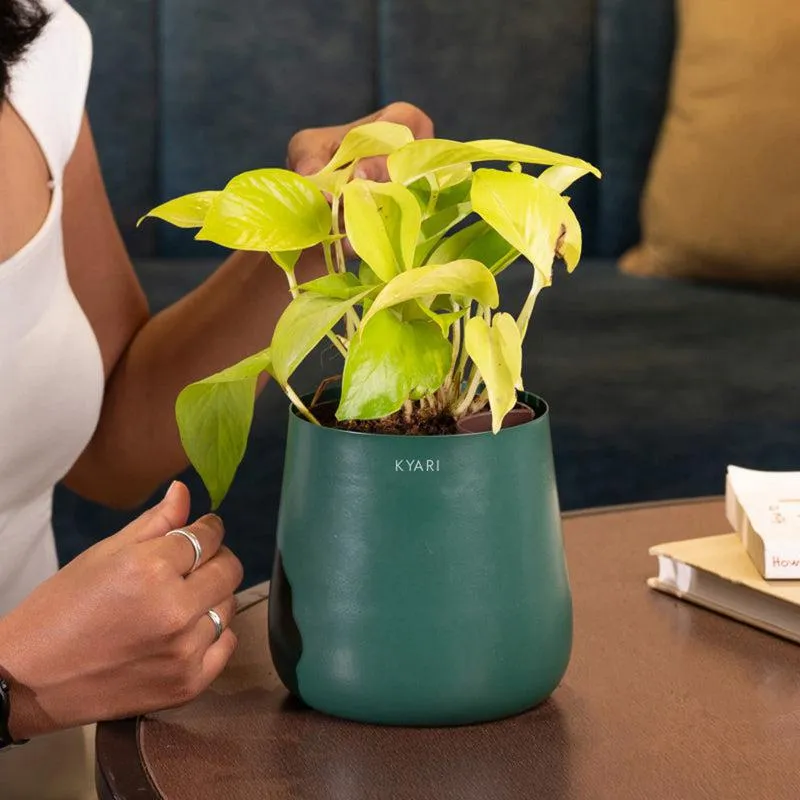 Kyari Golden Pothos Plant With Metal Self Watering Pot - Green media 4