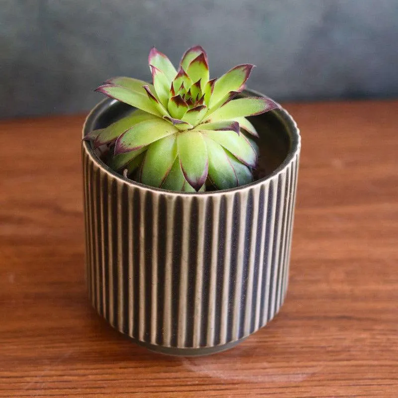 Ravia Aesthetic Planter Combo - Set Of Six media 8