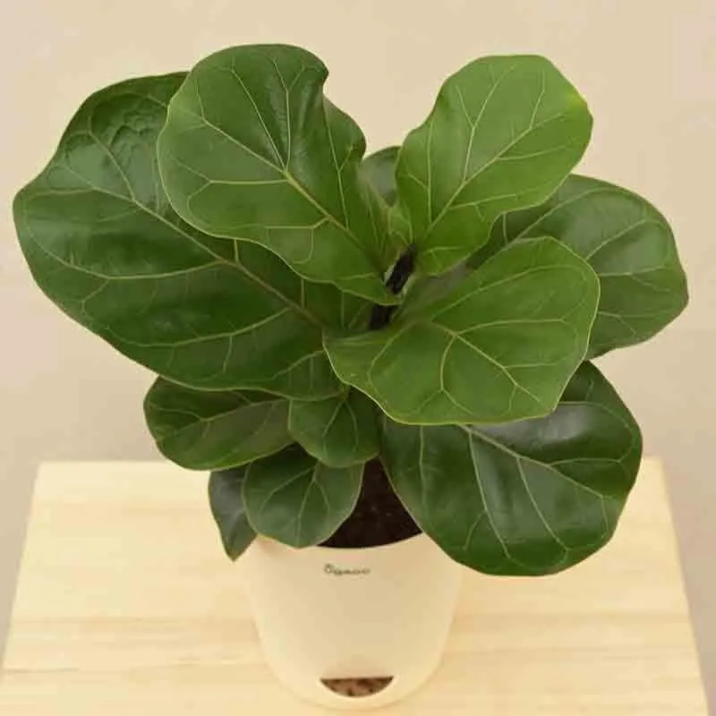 Ugaoo Fiddle Leaf Fig Plant - Bambino (Medium) media 5