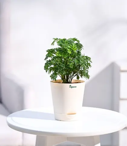 Live Plants