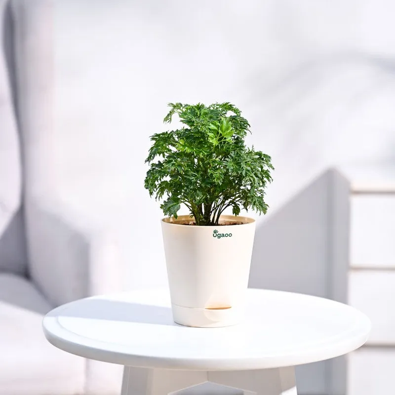 Ugaoo Aralia Golden Plant media 1