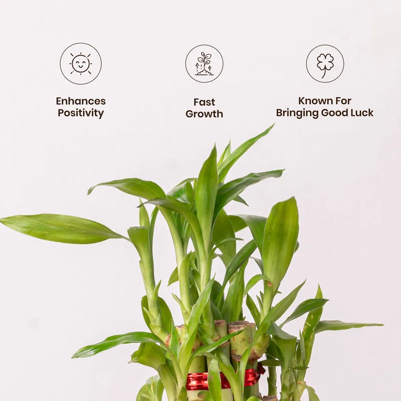 Kyari Lucky Bamboo With Self Watering Pot - White media 4