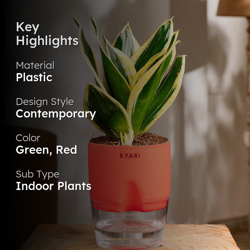Kyari Golden Hahnii Snake Plant With Self Watering Pot (Red) - 18 cm media 2