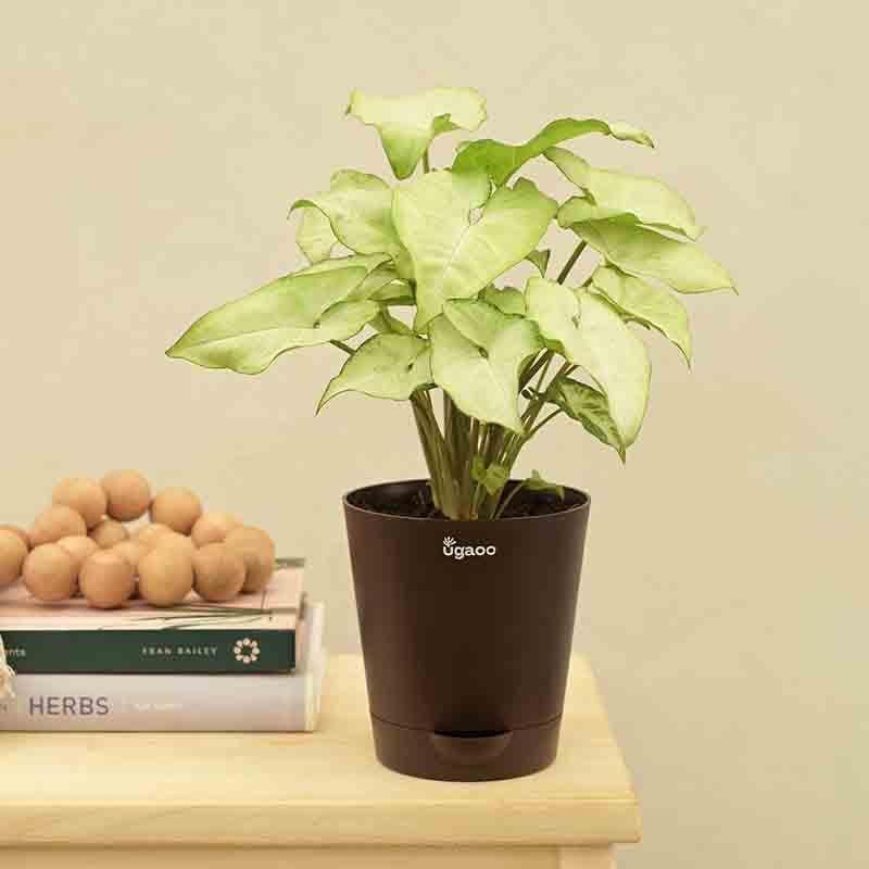 Ugaoo Syngonium White Butterfly Plant media 4
