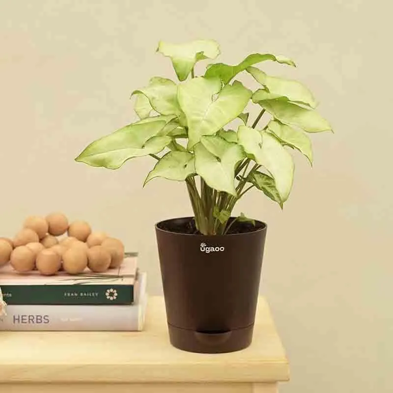 Ugaoo Syngonium White Butterfly Plant media 4