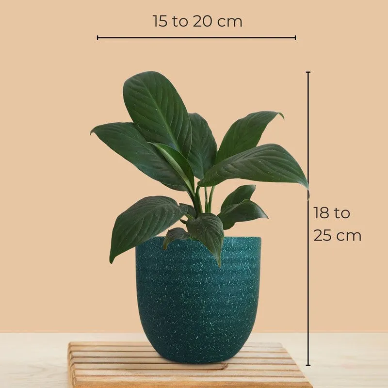 Greenkin Aglaonema Wishes & Lily Live Plants (Green) - Set Of Two media 11