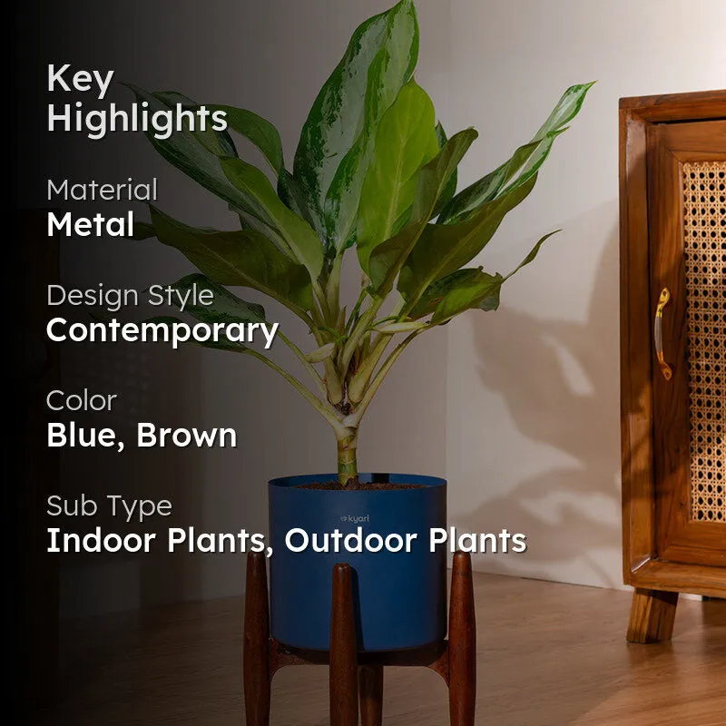 Kyari Agalonema Ice Plant With Metal Self Watering Pot (Blue) - 2 Feet media 2