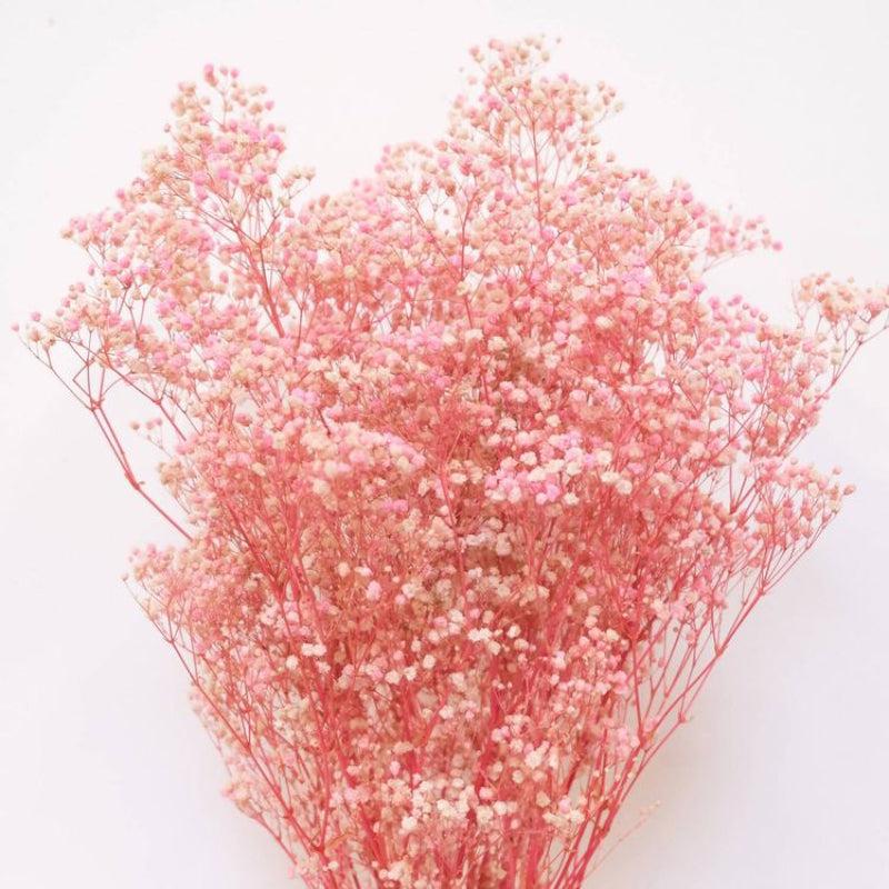Dried Baby's Breath Gypsophila Stem (Pink) - Set Of Three media 3