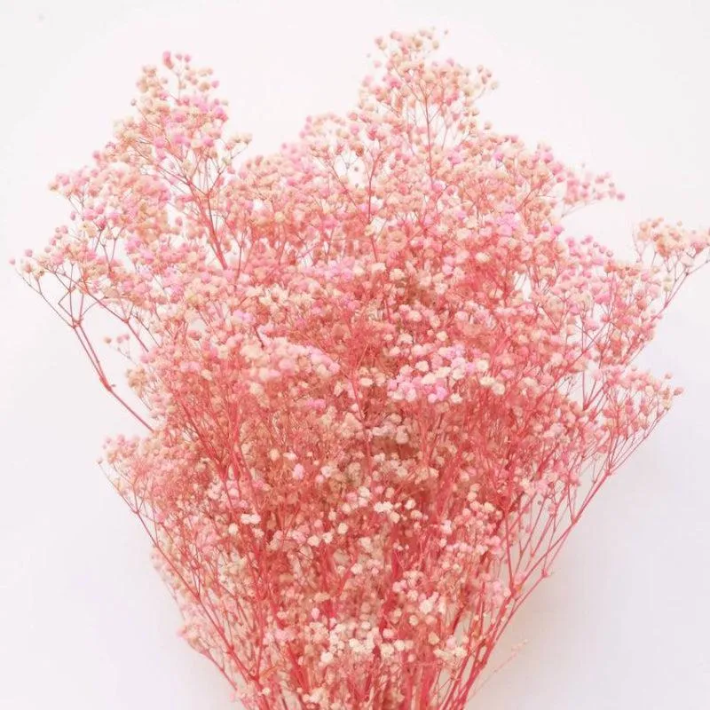 Dried Baby's Breath Gypsophila Stem (Pink) - Set Of Three media 3