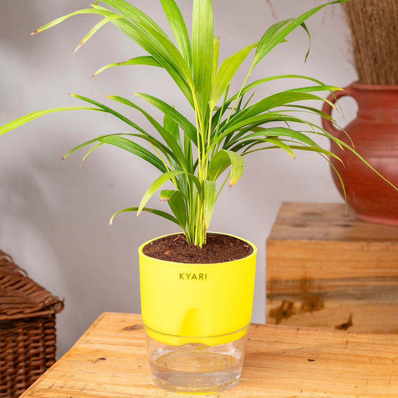 Kyari Areca Palm With Self Watering Pot - Yellow media 3