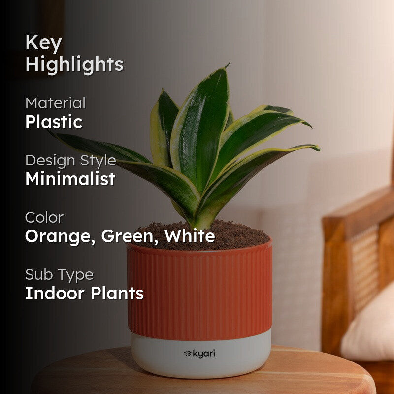 Kyari Golden Hahnii Snake Plant with Self Watering Pot - Red media 2