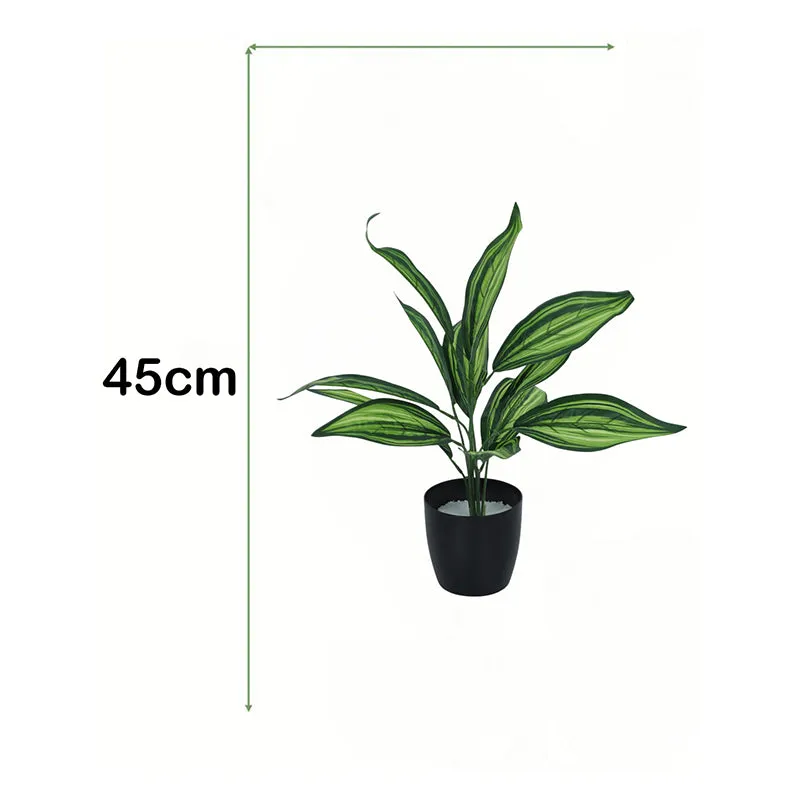 Edena Artificial Variegated Dracaena With Black Plastic Pot - 1.6 Feet media 5