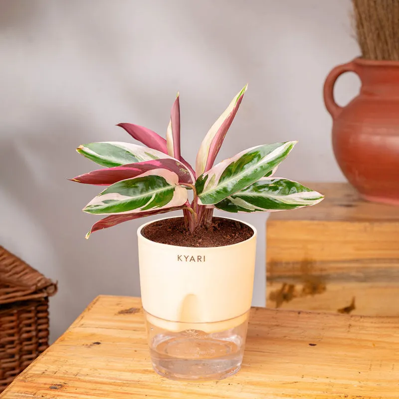 Kyari Calathea Triostar With Self Watering Pot - Ivory media 3