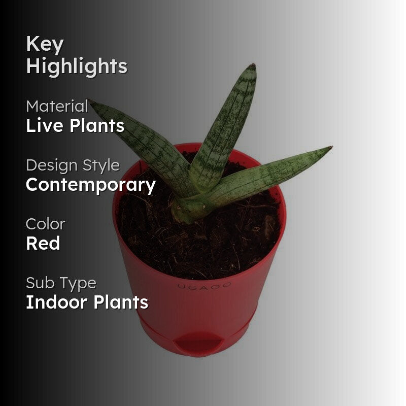 Ugaoo Sansevieria Boncel Plant media 2