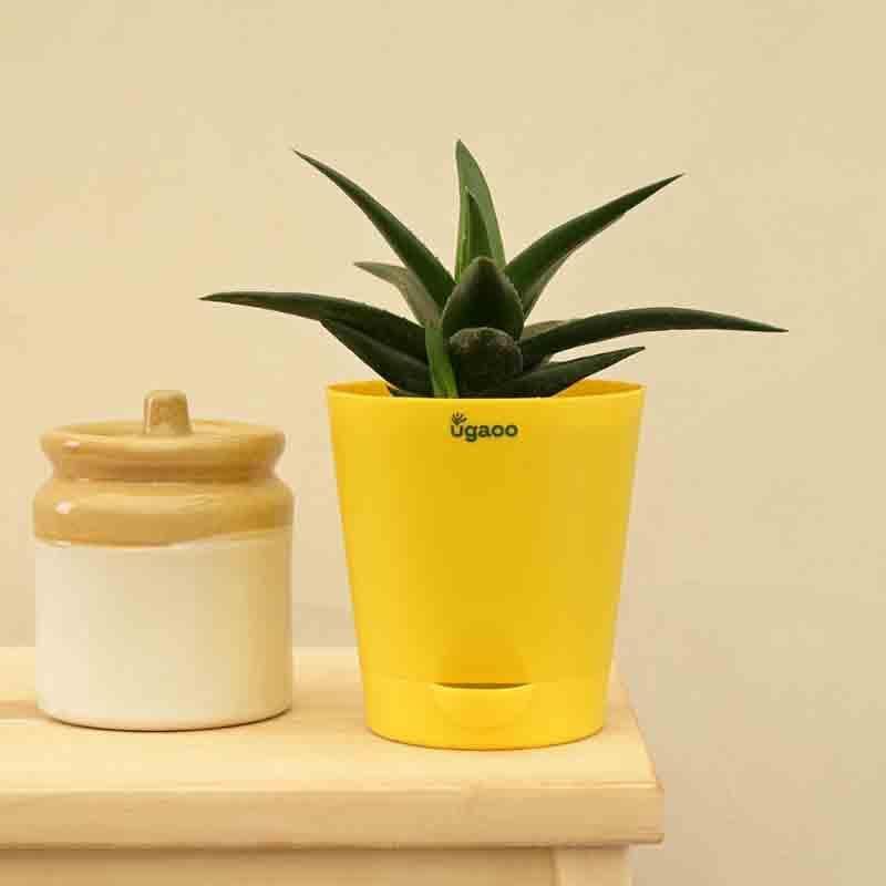 Ugaoo Aloe Vera Mini Plant media 6