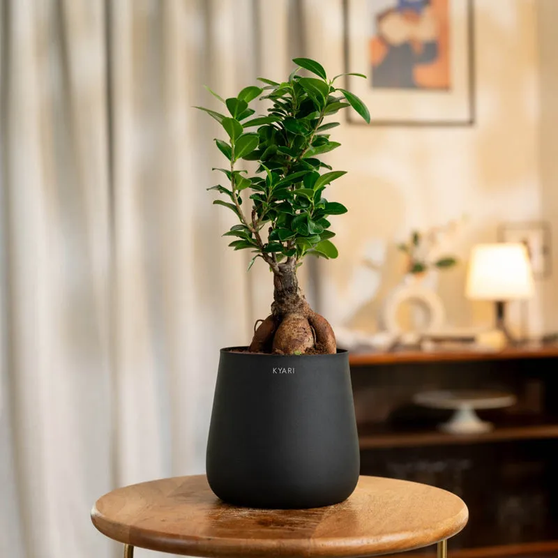 Kyari Ficus Microcarpa Bonsai With Jet Metal Self Watering Pot - Black media 1