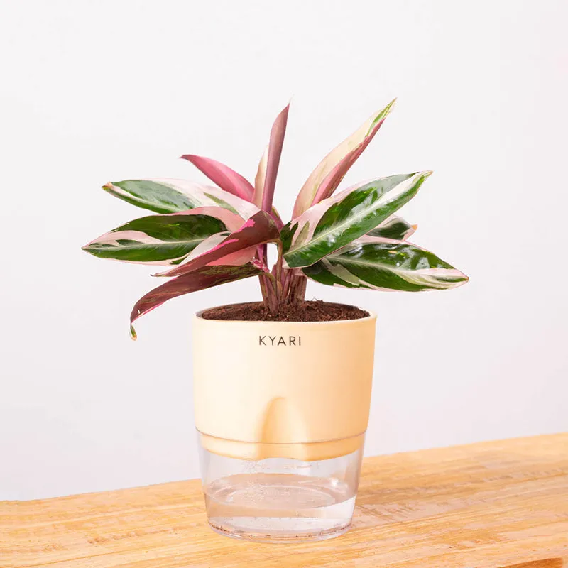 Kyari Calathea Triostar With Self Watering Pot - Ivory media 6