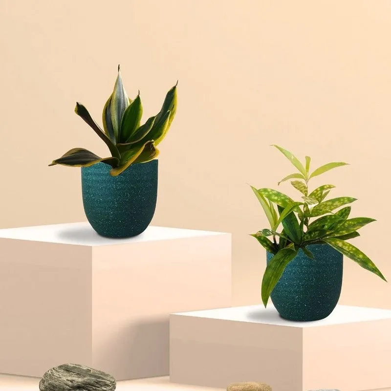 Greenkin Bamboo & Golden Snake Live Plants (Green) - Set Of Two media 3