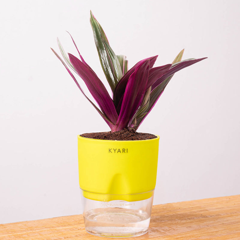 Kyari Oyster Plant With Self Watering Pot (Yellow) - 18 cm media 6