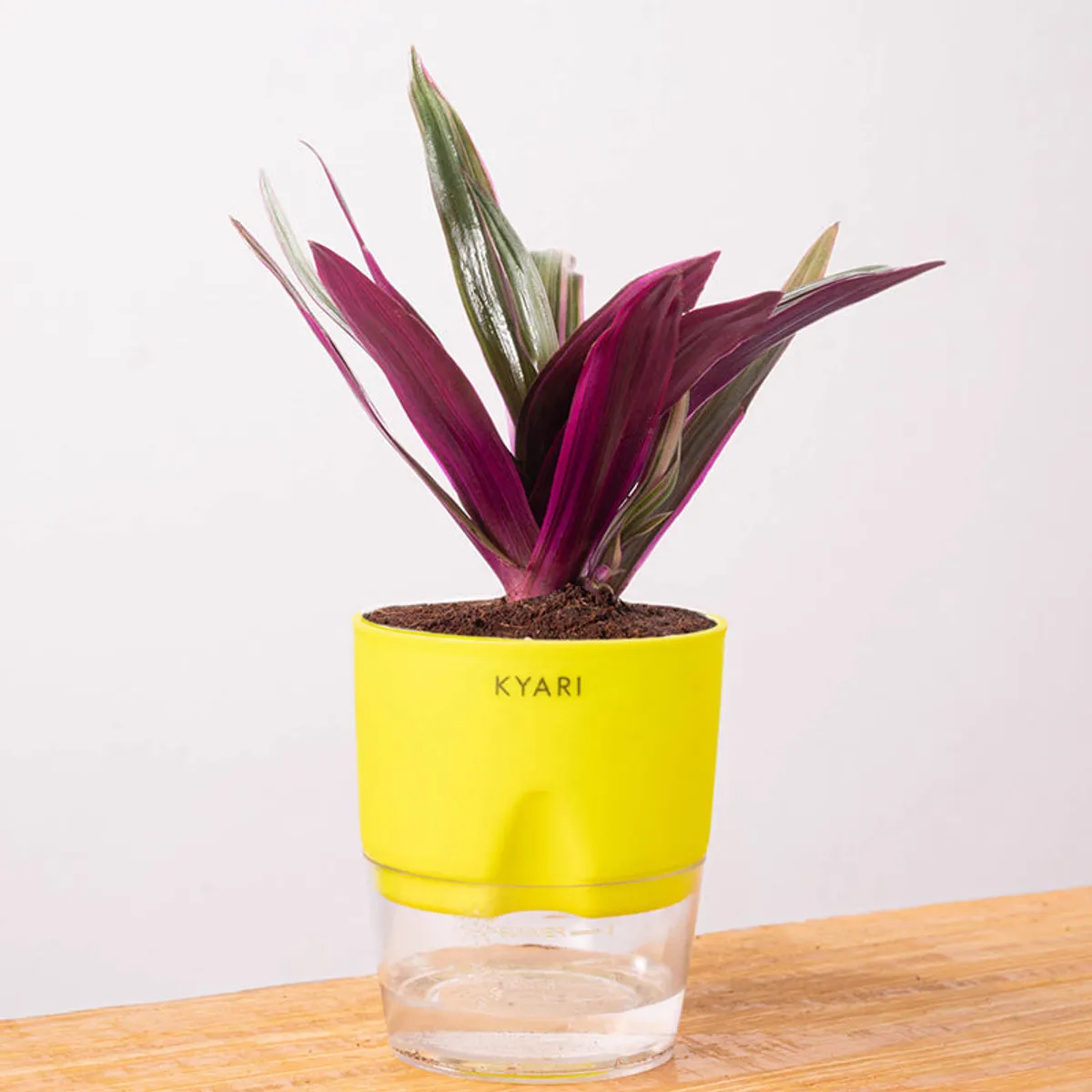 Oyster plant in a yellow self-watering pot on a wooden table