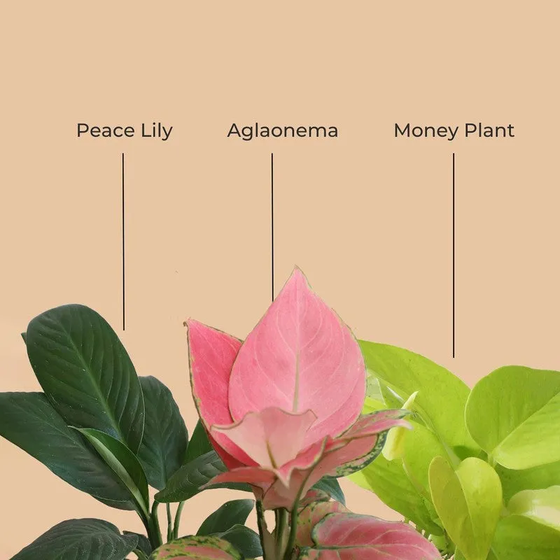 Greenkin Bedroom Live Plants - Set Of Three media 4