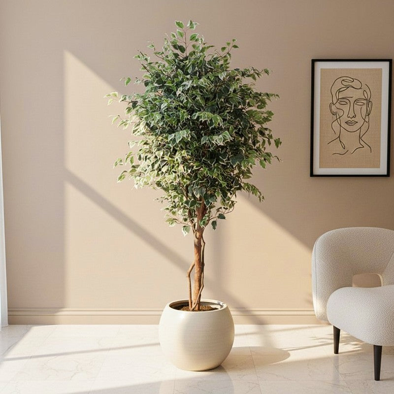 Ficus tree II