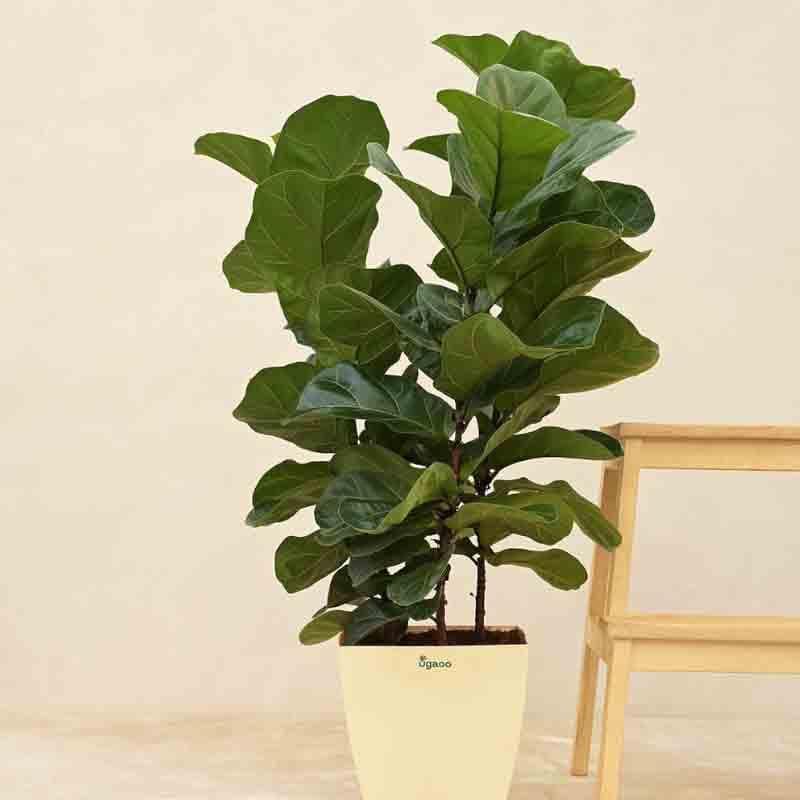 Live Plants