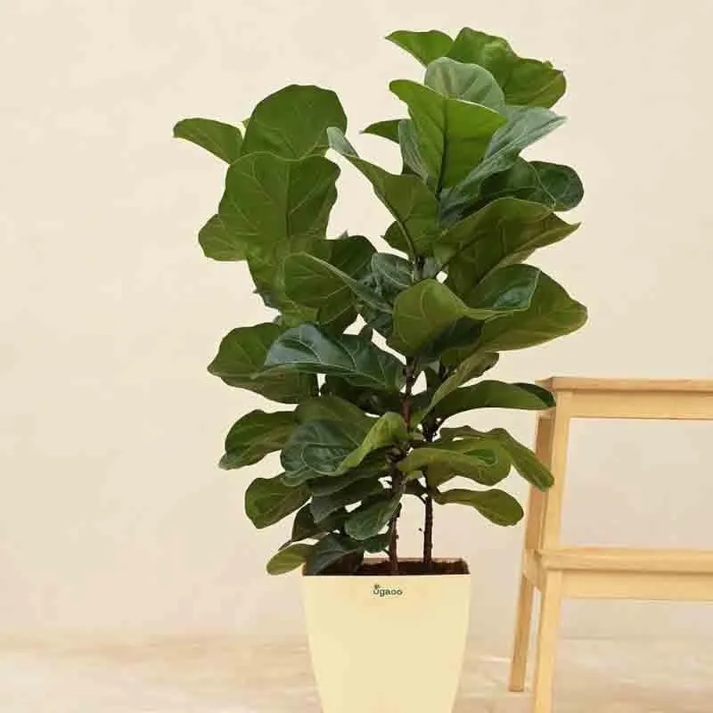 Ugaoo Ficus Lyrata Bambino Plant - 3.2 ft media 1