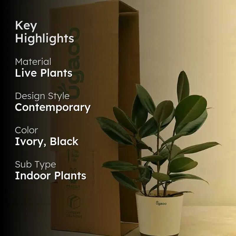 Ugaoo Rubber Plant - Large media 2