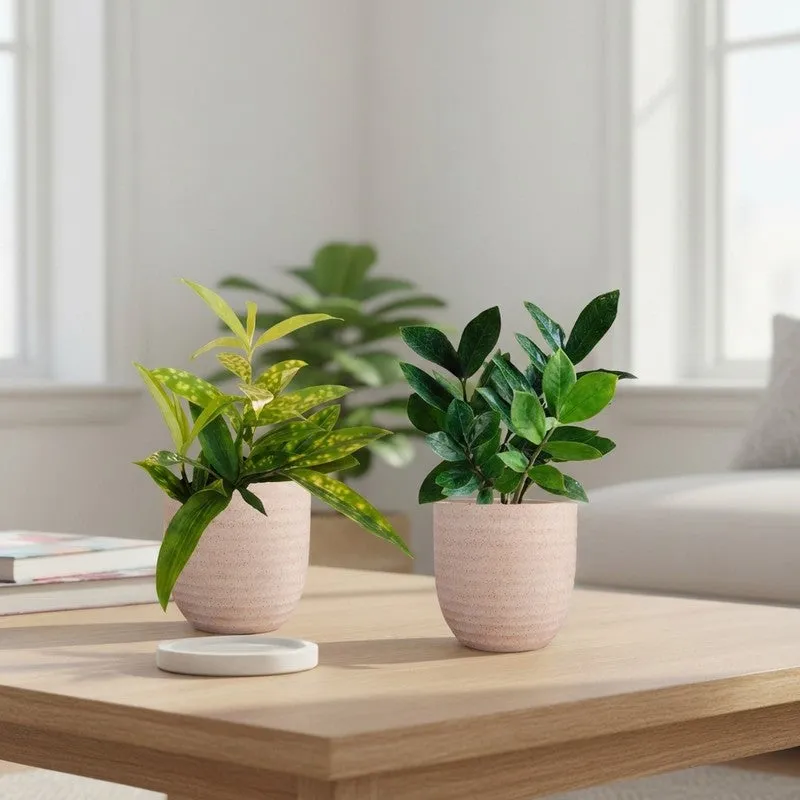 Greenkin ZZ & Bamboo Live Plants (Ivory) - Set Of Two media 1