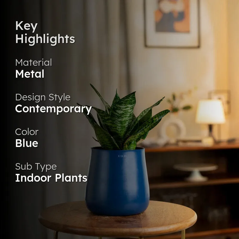 Kyari Snake Plant With Metal Self Watering Pot - Blue media 2