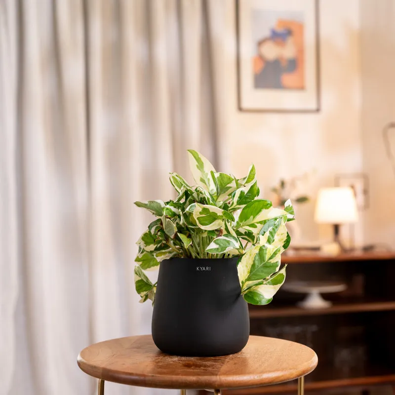 Kyari Money Plant With Metal Self Watering Pot - Black media 1