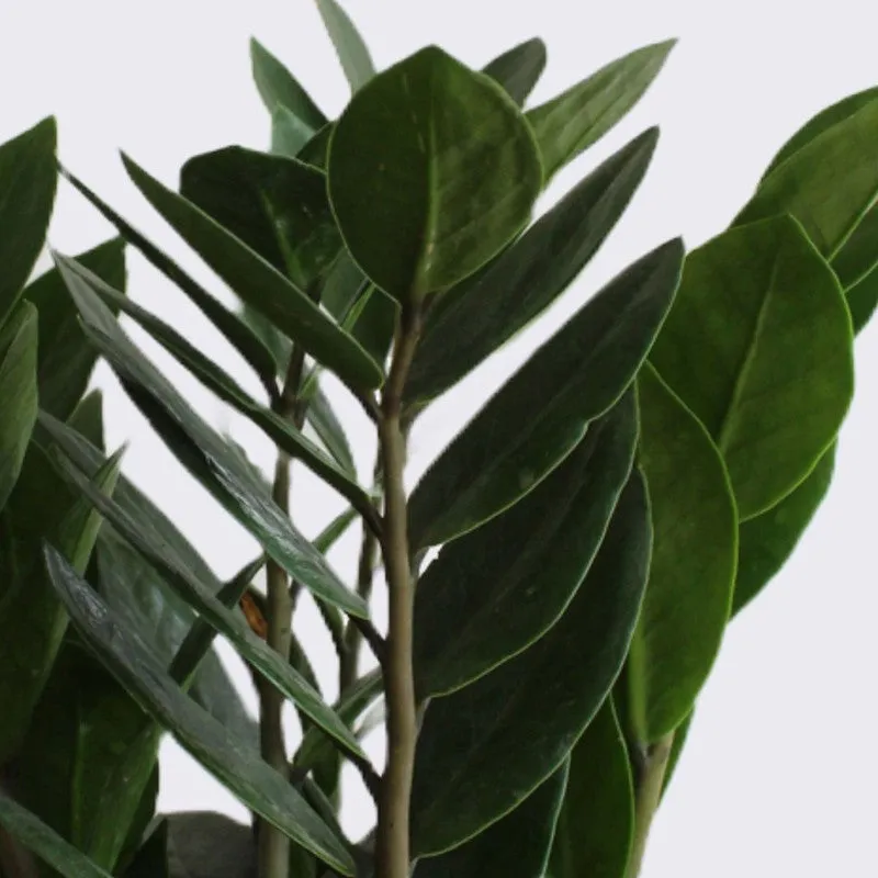 Greenkin Zamia ZZ Live Plant - Green media 5